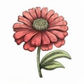 Retro Hand Drawn Pink Daisy: Wood Engraving Style Historical Illustration