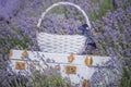 Retro vintage suitcase with lavender flowers in lushly flowering lavender flowers.