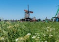 Retro windmill with green grass and white flowers in summer, famous landmark and travel destination in Zaanse Schans, Netherlands