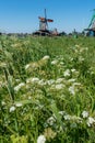 Retro windmill with green grass and white flowers in summer, famous landmark and travel destination in Zaanse Schans, Netherlands