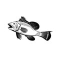 Black Sea Bass Centropristis Striata Swimming Up Side Retro Woodcut Black and White Royalty Free Stock Photo
