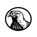 Head of a Northern Goshawk a Medium-Large Diurnal Raptor Oval Retro Woodcut Black and White Royalty Free Stock Photo