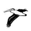 California Brown Pelican or Pelecanus Occidentalis Californicus Flying Retro Woodcut Black and White