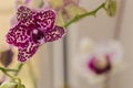 Retty Blooming Purple Orchid flower - Image Royalty Free Stock Photo