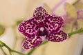 Retty Blooming Purple Orchid flower - Image Royalty Free Stock Photo