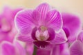 Retty Blooming Purple Orchid flower - Image Royalty Free Stock Photo