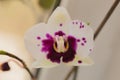 Retty Blooming Purple Orchid flower - Image Royalty Free Stock Photo