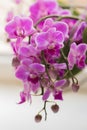 Retty Blooming Purple Orchid flower - Image Royalty Free Stock Photo