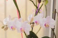 Retty Blooming Purple Orchid flower - Image Royalty Free Stock Photo