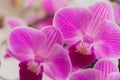 Retty Blooming Purple Orchid flower - Image Royalty Free Stock Photo