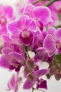 Retty Blooming Purple Orchid flower - Image Royalty Free Stock Photo