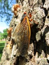 Return of the Cicada Royalty Free Stock Photo