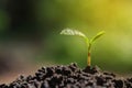 Seedlings on natural blurred background Royalty Free Stock Photo