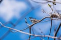 the return of the tits in the garden Royalty Free Stock Photo