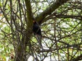 Retz`s helmetshrike isolated in a tree