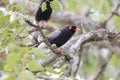 Retz\'s helmetshrike (Prionops retzii) in South Africa.