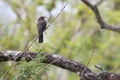 Retz\'s helmetshrike (Prionops retzii) in South Africa.