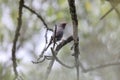 Retz\'s helmetshrike (Prionops retzii) in South Africa.