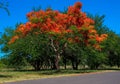 Reunion Island summer tree colors Royalty Free Stock Photo