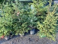 Reuse of Christmas trees to be planted again. Royalty Free Stock Photo