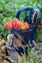 Metal mesh storage basket transformed into makeshift garden planters.