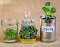 Reused tins and glass jar containing growing salad greens with Recycle, Reuse text