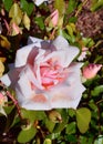 A pale pink rose enjoys the spring sunshine