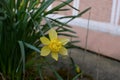 Revealed flower of gorgeous yellow narcissist