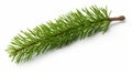 Winter Elegance: Fir Branch Isolated on a Pure White Background