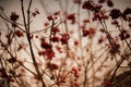 Crimson Harvest: Autumn\'s Red Berries Delight