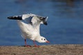 Reverance of a seagull to a photographer Royalty Free Stock Photo