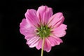 Reverse of cosmos flower