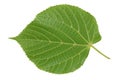 The reverse side of the green spring leaf is a linden tree Royalty Free Stock Photo