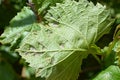 Grape leaf damaged by spider mite Royalty Free Stock Photo