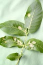 The reverse side of the leaf walnut affected by nut felt gall mite Eriophyes Tristriatus var. Erineus Nal Royalty Free Stock Photo