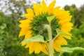 The reverse side of the sunflower with green leaves and yellow petals at the garden