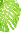 Reverse side of tropical leaf close up Royalty Free Stock Photo