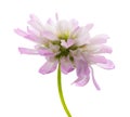 Reversed clover flower Royalty Free Stock Photo