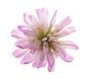 Reversed clover flower Royalty Free Stock Photo