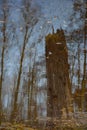 Reversed image: reflection of trees in a pool of water Royalty Free Stock Photo