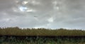 Reversed image of the river schelde, Underwater