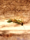 Reversed image of Small grasshopper .
