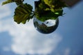 Reversed reflective glass ball and leaves