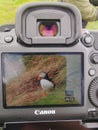 Reviewing images of a puffin bird in the Canon camera, GÃ¡sadalur, VÃ¡gar, Faroe Islands