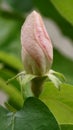 The revival of nature close-up photo of quince flower bud Cydonia Oblonga Royalty Free Stock Photo