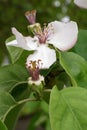 The revival of nature close-up photo of quince flower Cydonia Oblonga Royalty Free Stock Photo