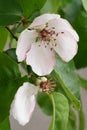 The revival of nature close-up photo of quince flower Cydonia Oblonga Royalty Free Stock Photo