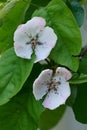 The revival of nature close-up photo of quince flowers Cydonia Oblonga Royalty Free Stock Photo