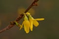 The revival of nature close-up photo of a sprig of forsythia Forsythia Lynwood