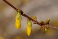 The revival of nature close-up photo of a sprig of forsythia Forsythia Lynwood